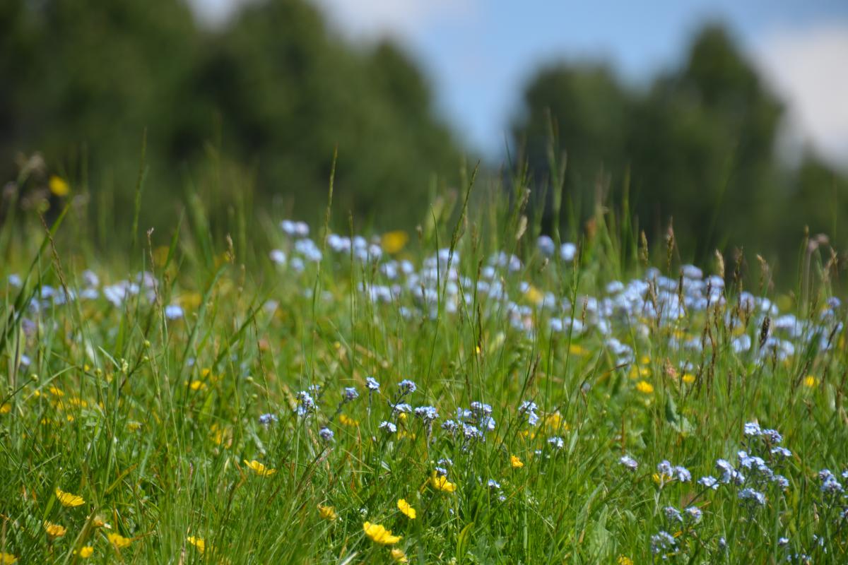 Platzer Alm 15.06.2023